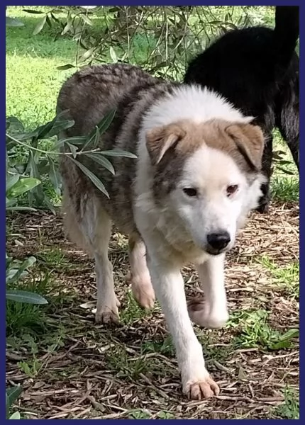 GENGIS CAN nonnino da sempre in canile | Foto 1