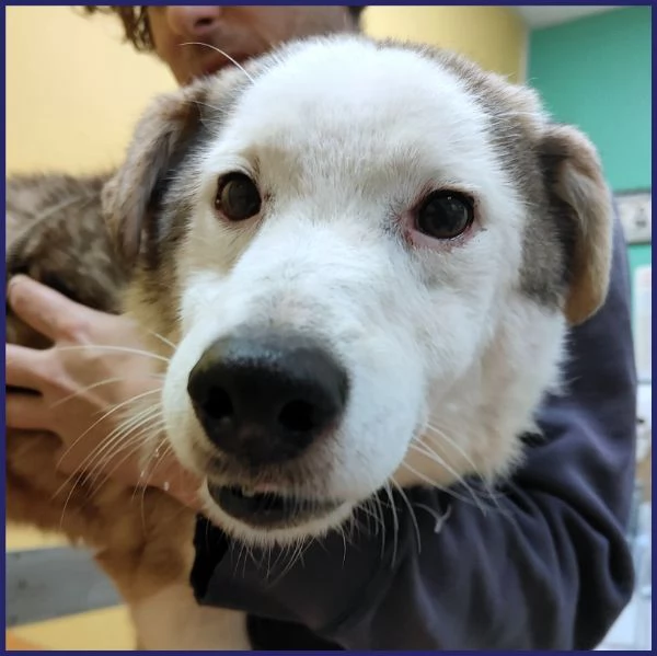 GENGIS CAN nonnino da sempre in canile