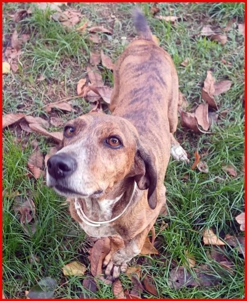 SVITOL segugetta 5 anni | Foto 2