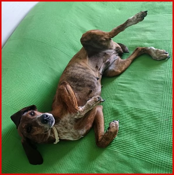 SVITOL segugetta 5 anni | Foto 1