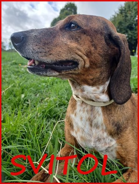 SVITOL segugetta 5 anni