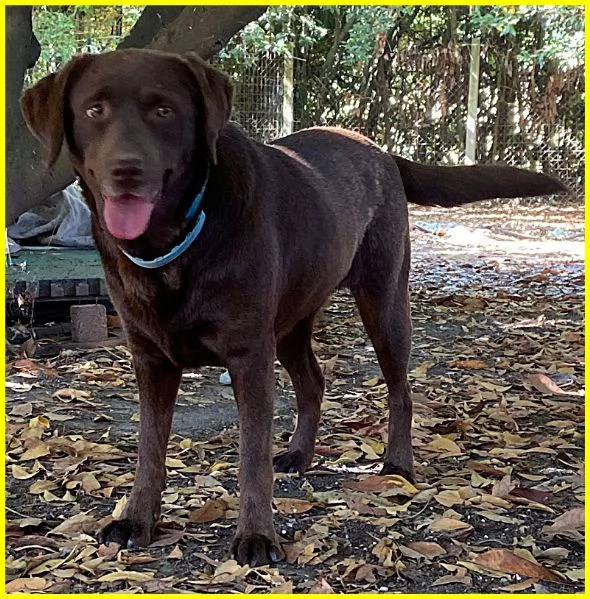 KUBRA stupenda labrador 4 anni cieca | Foto 2