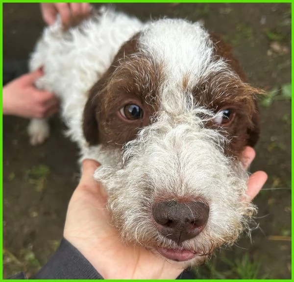 FORLI lagottino 2 anni con una brutta patologia | Foto 3