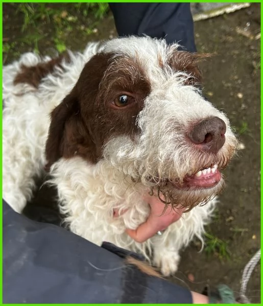 FORLI lagottino 2 anni con una brutta patologia | Foto 0