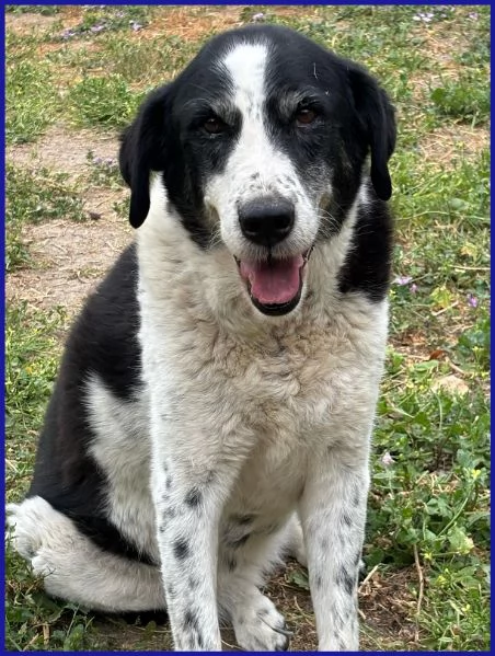 CHIANINA 12 anni in gabbia sogna una famiiglia | Foto 2