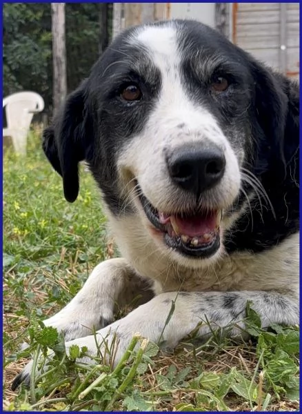 CHIANINA 12 anni in gabbia sogna una famiiglia | Foto 0