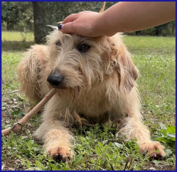 GIACOMO ha passato linferno ma ora egrave pronto per una famiglia | Foto 3