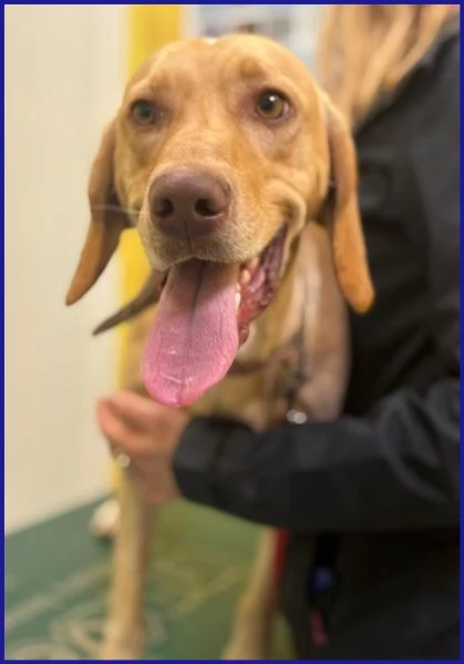 BAGIGIO cucciolone simil segugio bello e buono | Foto 3