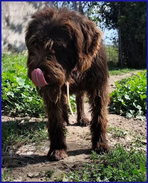 SPELACCHIO ferito nel corpo e nellanima merita serentagrave | Foto 3