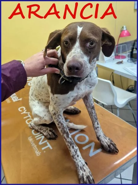 ARANCIA pointerina 3 anni e mezzo