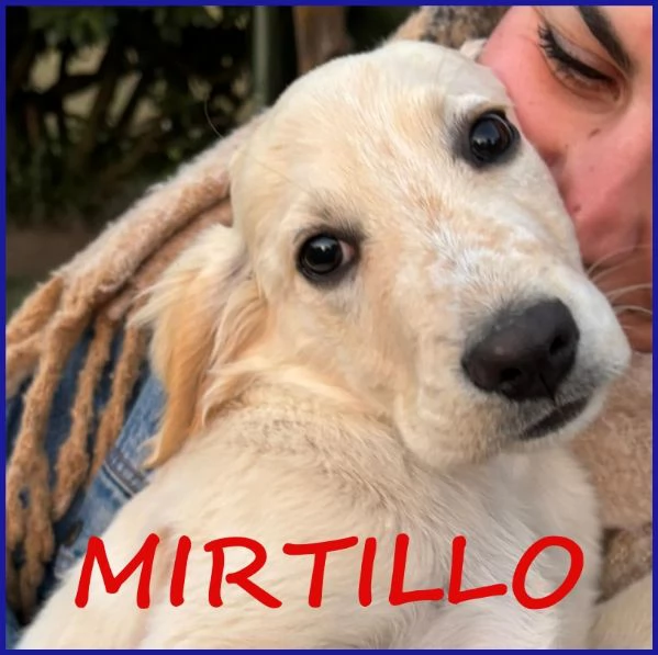 MIRTILLO cucciolo mix setter sopravvissuto ai fratelli