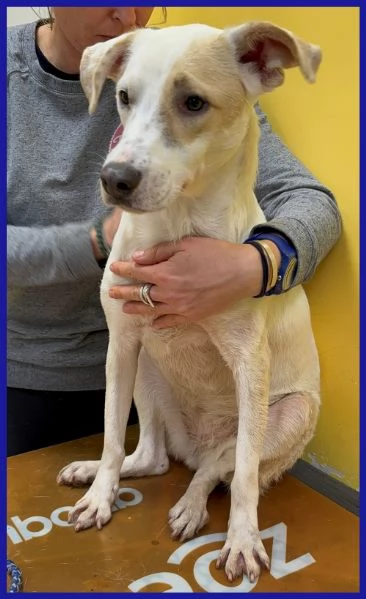 CALU tenera cagnolina salvata dalla gabbia | Foto 3