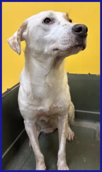 CALU tenera cagnolina salvata dalla gabbia | Foto 2