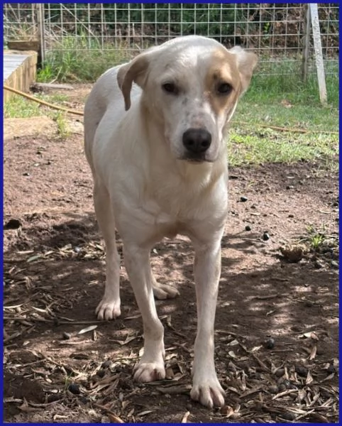 CALU tenera cagnolina salvata dalla gabbia | Foto 1