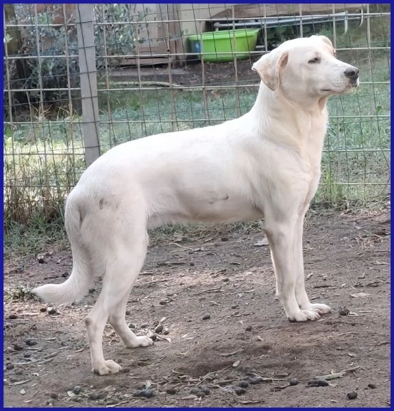 CALU tenera cagnolina salvata dalla gabbia | Foto 0