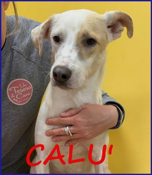 CALU tenera cagnolina salvata dalla gabbia