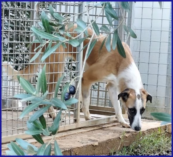 NORMA un po timorsa  sogna una famiglia | Foto 1