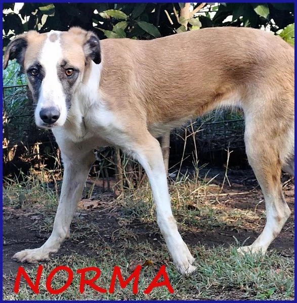 NORMA un po timorsa  sogna una famiglia