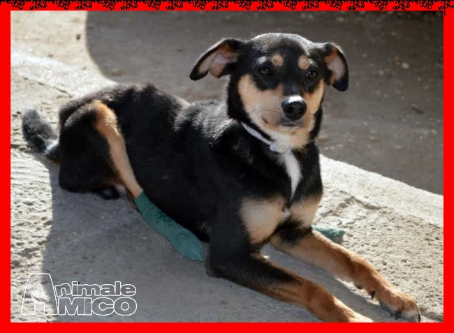 rudy nessuno lo vuole perchegrave disabile da 3 anni in stallo | Foto 4