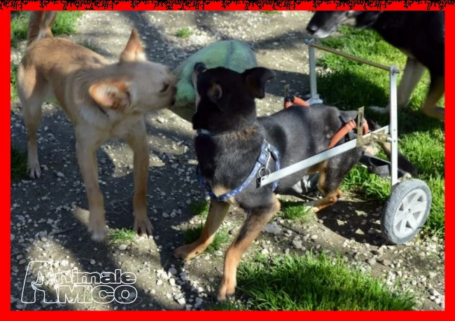 rudy nessuno lo vuole perchegrave disabile da 3 anni in stallo | Foto 3