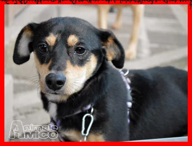 rudy nessuno lo vuole perchegrave disabile da 3 anni in stallo