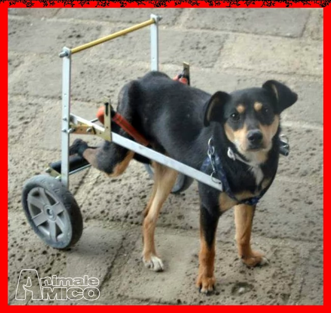 rudy nessuno lo vuole perchegrave disabile da 3 anni in stallo | Foto 2