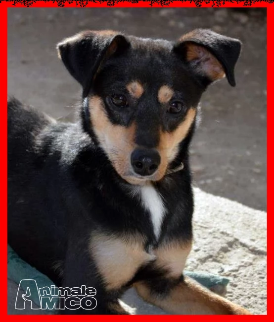 rudy nessuno lo vuole perchegrave disabile da 3 anni in stallo | Foto 1