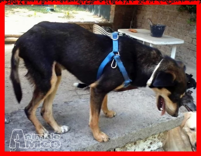 rudy nessuno lo vuole perchegrave disabile da 3 anni in stallo | Foto 0