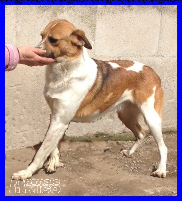 evelyn tg medio piccola 2 anni cagnolina adatta a tutti | Foto 1