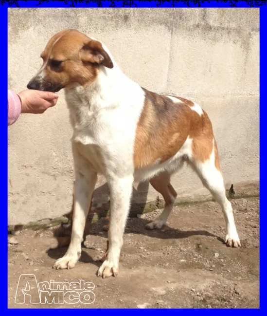 evelyn tg medio piccola 2 anni cagnolina adatta a tutti
