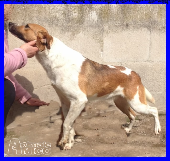 evelyn tg medio piccola 2 anni cagnolina adatta a tutti | Foto 0