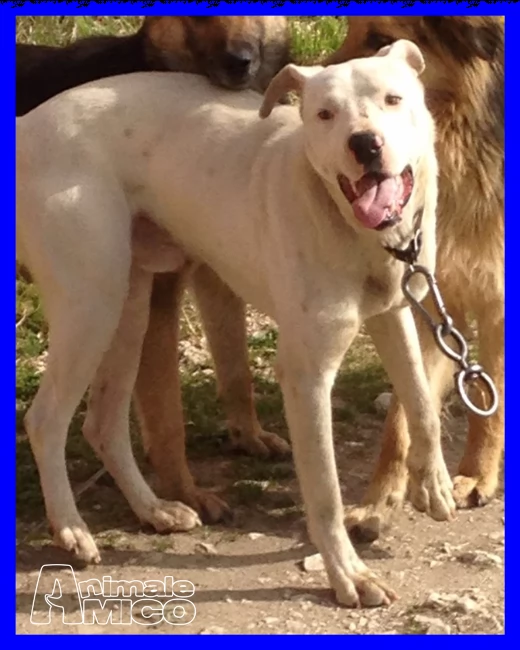 cassio cucciolone mix dogo vive a catena e mangia quando capita | Foto 0