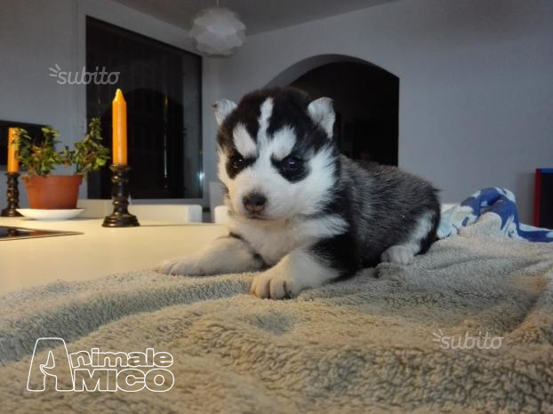 Vendita Husky Da Privato A Torino Cuccioli Di Huskysiberian Husky