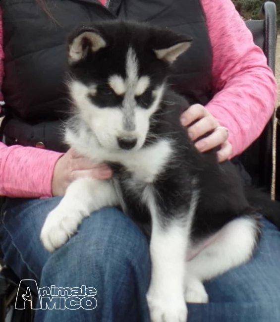 siberian husky kucciolata occhi azzurri