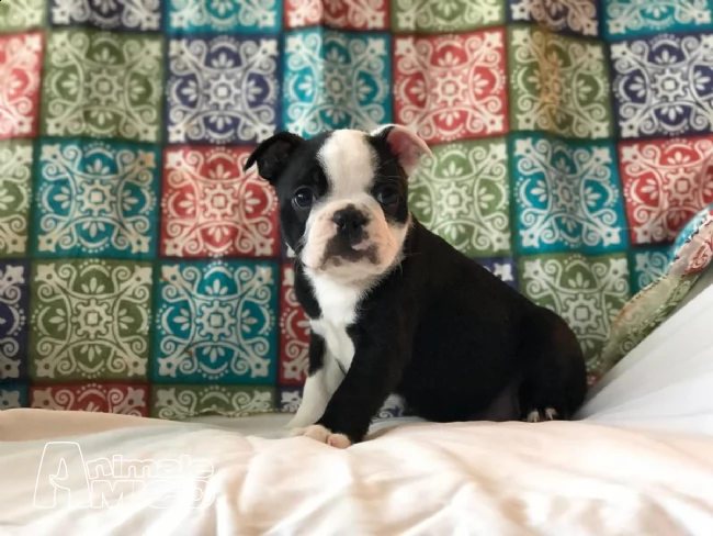 cuccioli di boston terrier femmina | Foto 0