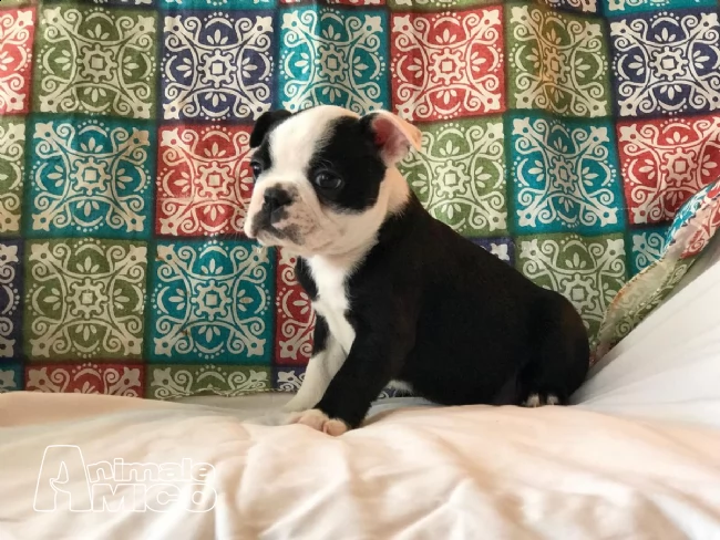 cuccioli di boston terrier femmina