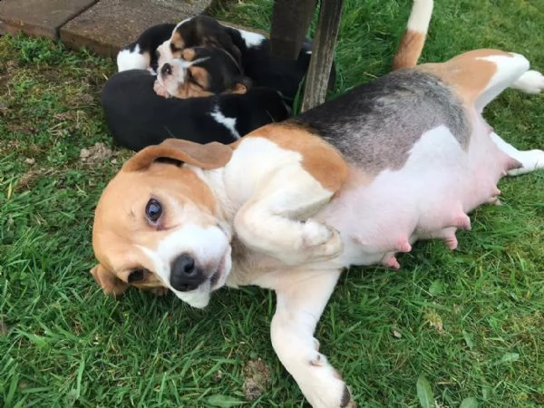 beagle cuccioli | Foto 2