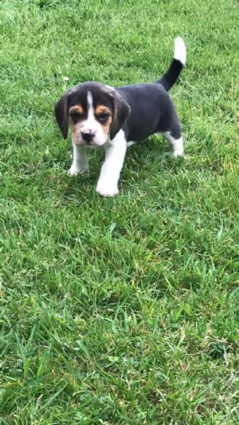 beagle cuccioli | Foto 1