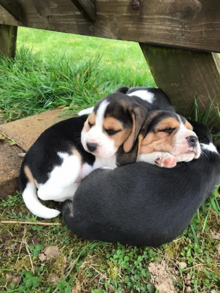 beagle cuccioli | Foto 0