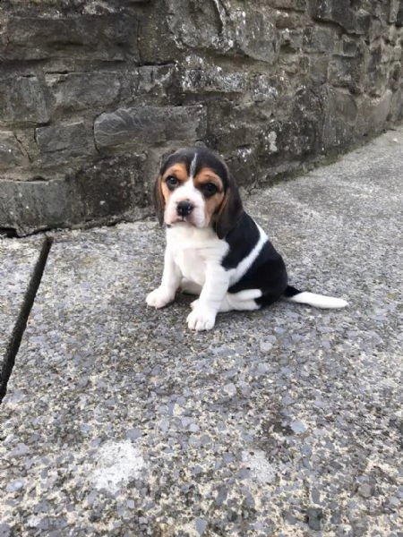 beagle cuccioli