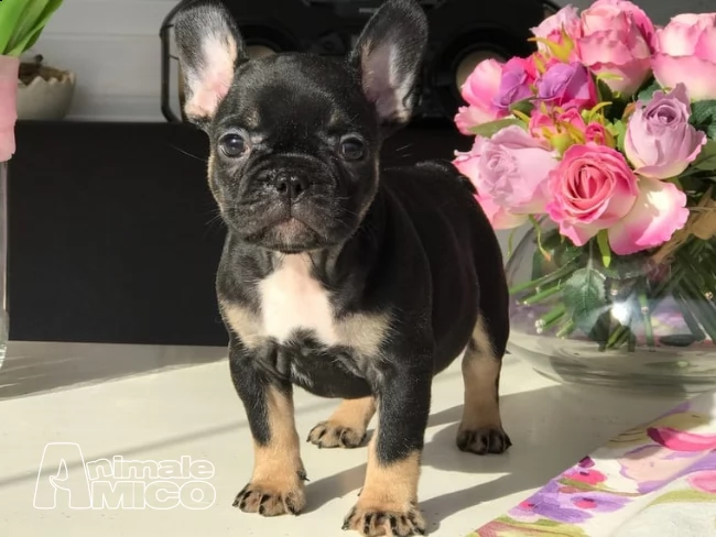 cuccioli di bouledogue francese bulldog francese