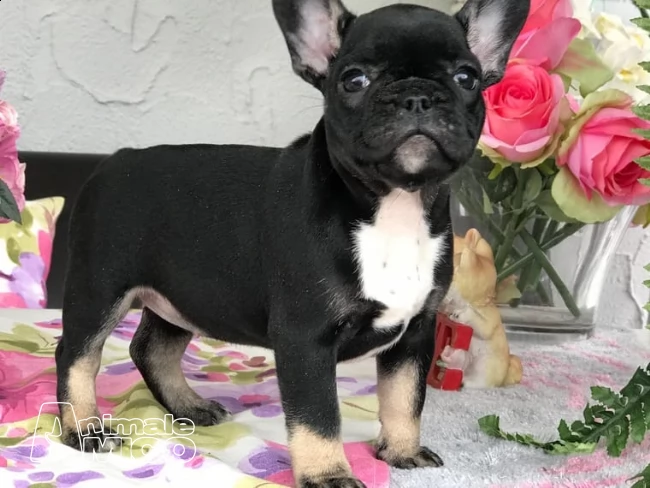 cuccioli di bouledogue francese bulldog francese | Foto 0