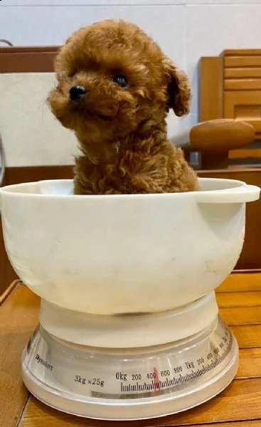  cuccioletto di barboncino  | Foto 0