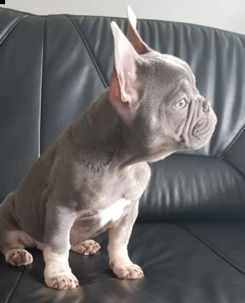 bulldog  bouledogue francese consegna a domicilio | Foto 0