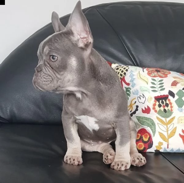 bulldog  bouledogue francese consegna a domicilio