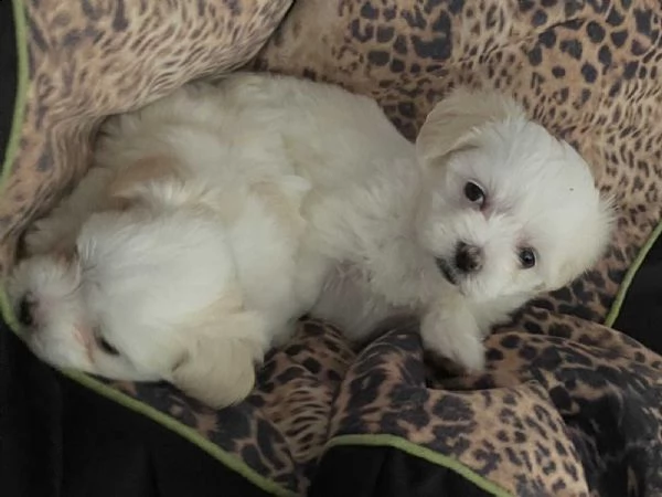 regalo bellissimi cuccioli di maltese mini toy | Foto 0