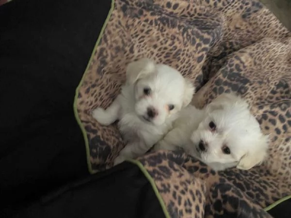 regalo stupendi cuccioli di maltese toy