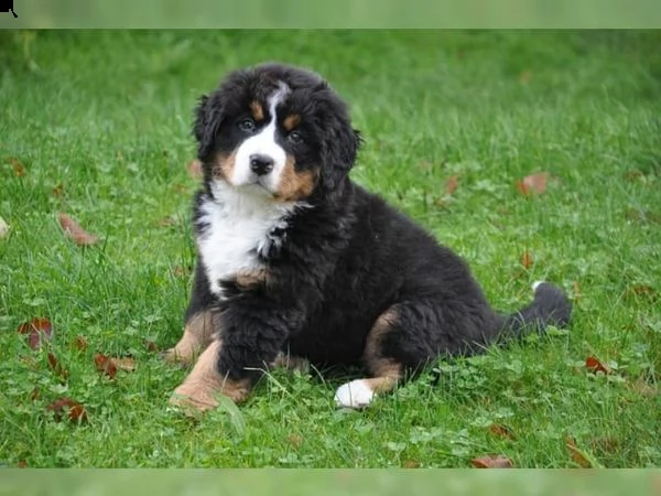 splendidi cuccioli di bovaro del bernese