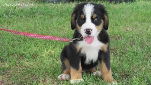 splendidi cuccioli di bovaro del bernese | Foto 0