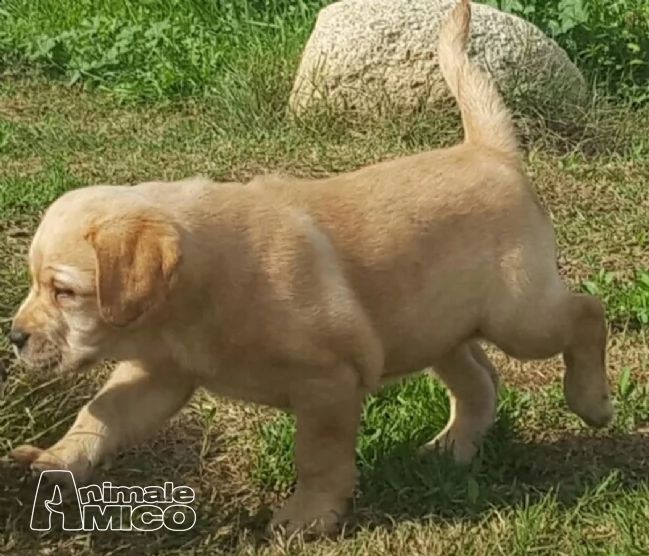 labrador miele e nero con pedigree